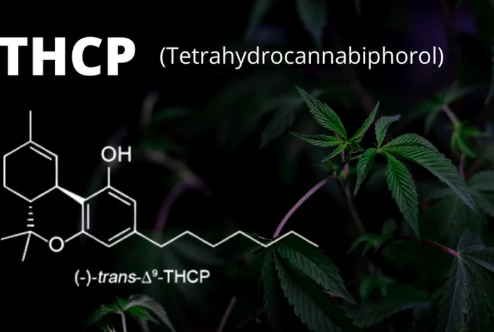 What is THCP? Full Guide